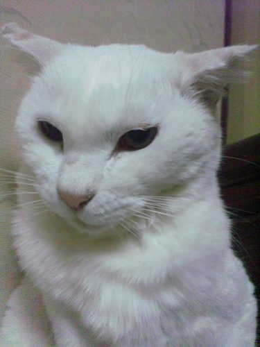 🇯🇵いちさま🎸🎹🥁🎶🌸 on X