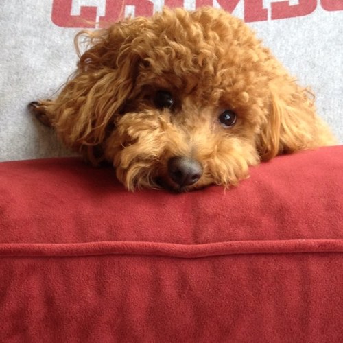 jamesmcphillips's profile picture. Alabama native. Live in DC.  Go Braves and Roll Tide.