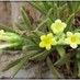 Oman Plants (@omanplants) Twitter profile photo Oman Plants (@omanplants) Twitter profile photo