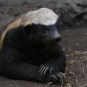 matt wolf - @runsorhits - Twitter