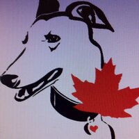 NorthernSkyGreys (@northerngreys1) 's Twitter Profile