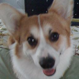 Hi, I'm Montgomery Black ,Corgi . Friends call him Monty. Follow me and my little sister, Bella as we have exciting adventures in the Pacific NW! BARK BARK!