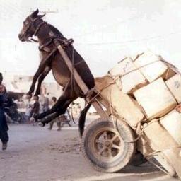Koppige strijdros voor Geloof, Hoop en Liefde die duurzaam is; Liefde die blijft!