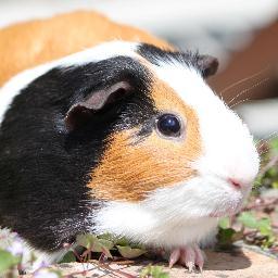 Everything ever to do with Guinea pigs - from general care to their daily thoughts. 
If you want to rehome, donate or rescue a small furry please message me