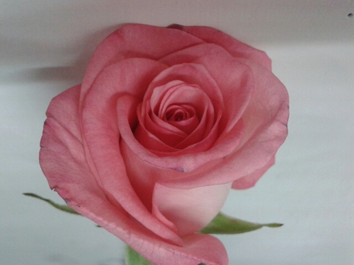 Almite04's profile picture. 