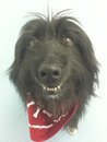 A purpose built small animal Veterinary Clinic in Paisley. We know you love your pet and they're part of your family. We love pets too :)