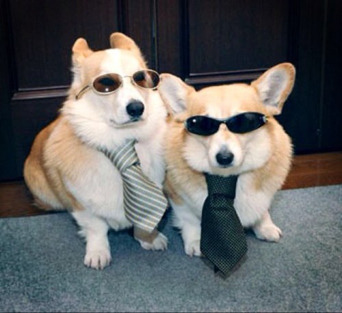 #TeamCorgi - Corgis are the greatest dogs on the planet and it's about time they were recognized.