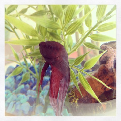 mcatgenius's profile picture. 