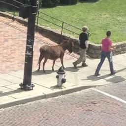 Send us your pictures/stories of your favorite Athens Townies