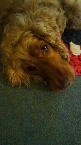 mollymollyh's profile picture. 24/7- mum to boys, near perfect wife and homemaker, adopted mum to lambs. Also nurse 9-5,  Living the dream