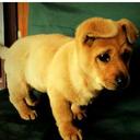 Dorothy Yang - @DorothyYui218 - Twitter