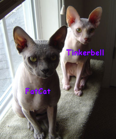 We are a pair of Sphynx kitties that are the most adorable cats in the world!  We are just plain LOVERLY! 

We also LOVE Internet & Affiliate Marketing!