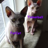 NoHair Atall (@sphynxall) 's Twitter Profile