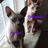 SphynxAll's profile image