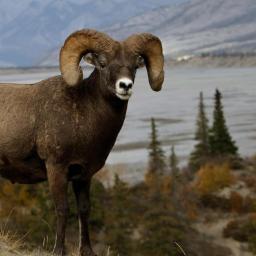 A responsible hunter, is an ethical hunter. http://t.co/iHKXH0ftjv https://t.co/mXXI7PgX84