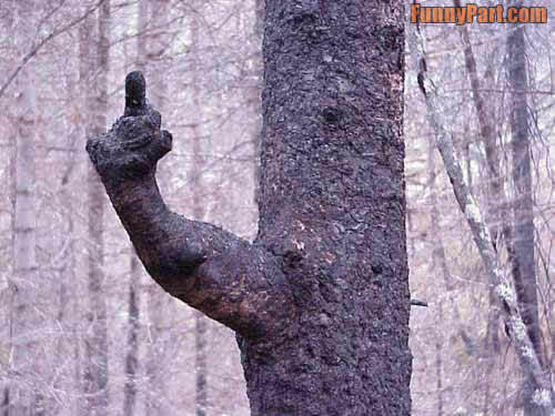 TreePuns's profile picture. Paper sucks.