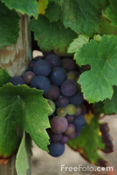 grapevine_deals's profile picture. Always looking for the bargins and deals! I crave inspirational and financial information. Here Comes the Stork is my favorite site  http://t.co/cBaeUZ9YJF