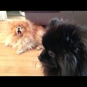 Gabriel Etienne - @Gabriel_Etienne - Twitter