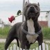 Mike Lawry (@dalifeoutlawz) Twitter profile photo