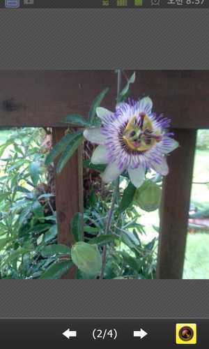 kmh1678's profile picture. 딱따구리야! 딱따구리야! 나무를 그만 쪼아라. 이 늙은 나무의 배가 반 밖에 남지 않았구나. 비바람에 쓰러지는 건 두렵지 않다만 내가 쓰러지고 나면 네가 살아갈 집이 없을까봐 걱정이구나.        탈핵/765kv송전탑 반대/함께 살기/침뜸