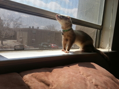 RageTheChaves's profile picture. Enjoying all the little things I'd forgotten about...