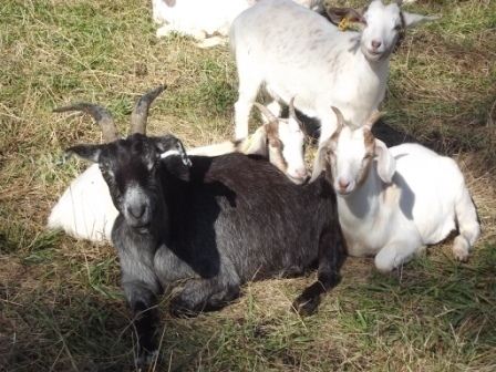 bbellhbl's profile picture. Goat rancher