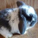 Isabella Gray - @BellaGrayMusic - Twitter