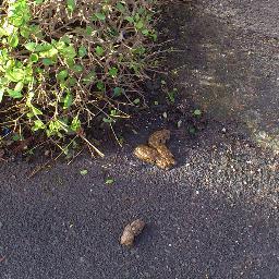 DogMessFree's profile picture. Twitter feed for our Facebook group Dog Mess Free Frome https://t.co/cwdR03VcsW