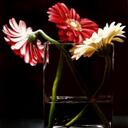 Liz Gallagher - @Harmony4you - Twitter