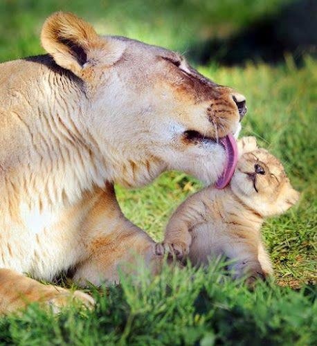 Mujer empresaria, trabajadora, amo la vida y a mis hijos