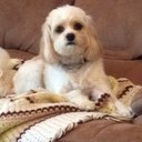 Janet Simcox - @grammasimss - Twitter