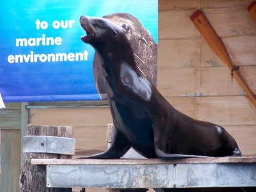 yacoubian_sean's profile picture. 