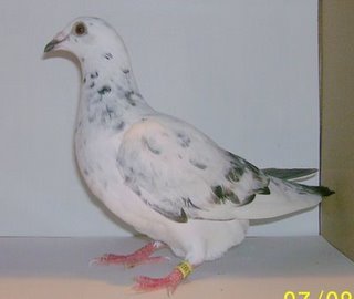 Evansville Racing Pigeon Club #racingpigeons