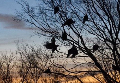 Sharing stories and photos of America's exciting big game bird, the Kings of Spring.