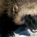 Frederick Grimes - @PapaGrimes - Twitter