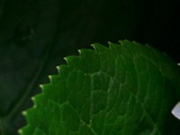 puah_yan's profile picture. about me desc bio