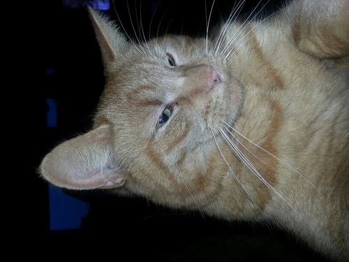 franktasja's profile picture. 