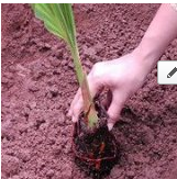 PlantATreeCause's profile picture. A movement to help motivate masses to plant trees everywhere :)