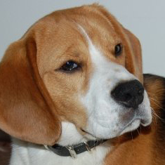 RadarTheBeagle's profile picture. What is a beagle? 'Cause that's what my dad says I am. Hey, what's that? It smells funny.