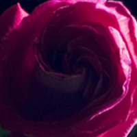 Stars (@starstheband) 's Twitter Profile