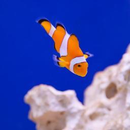 webwinwin's profile picture. はじめまして！昔からPCやラジコン、携帯電話などが好きです。今はプログラムの仕事をしています。色々つぶやく予定なのでよろしくです！フォロー頂いた方には必ずリフォローします！#follow #followme #followmejp #sougofollow #followback #mustf