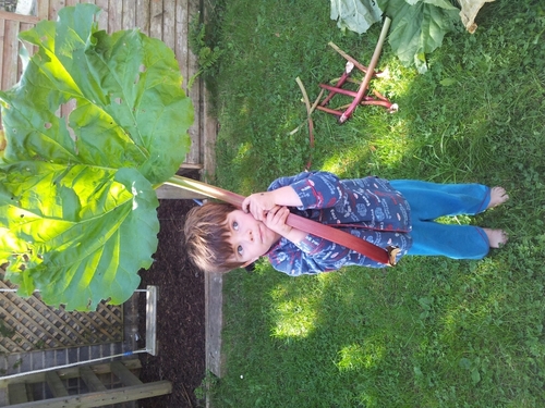 chef...@killruddery .... Forages @NadurCollective