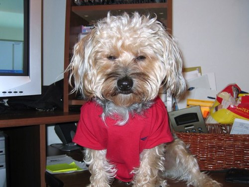 manugold4it's profile picture. 