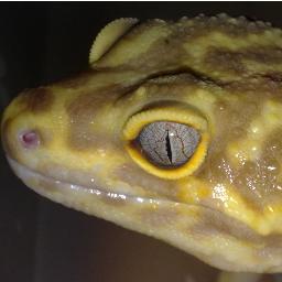 JamesWarne1's profile picture. Reptiles, Films and Football.....well most sport really.