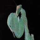 Mark Fee - @MicroBeasts - Twitter