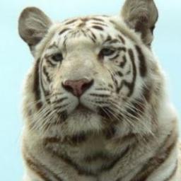 wbaleite's profile picture. 