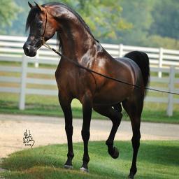 dedicated to everything for the Arabian horse, including horses for sale, stallions at stud, trainers, producers, show tack and transport