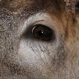 lthfp's profile picture. Retired LEO, 70 yrs. old, Wildlife Artist(taxidermy), Happily Married with 3 Children.