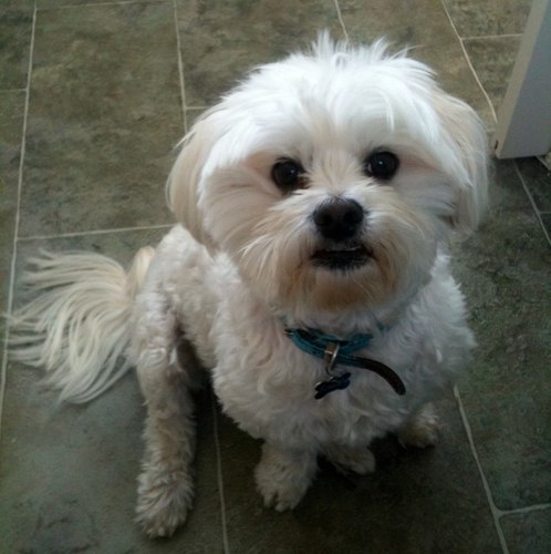 scrumpy's profile picture. 