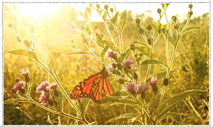 S4P_no_profit's profile picture. No-profit organisation aiming at developing sustainable alternative for  energy and water needs in emergency situations.